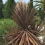 Le Verger De Sauvebonne Panzió Hyères
